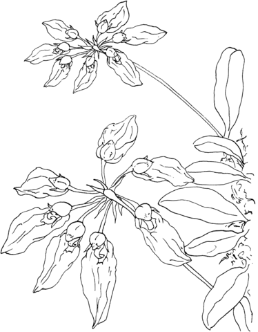 Cirrhopetalum Orchid Coloring Page